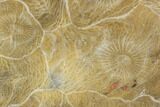 Polished Fossil Coral (Actinocyathus) - Morocco #100702-1